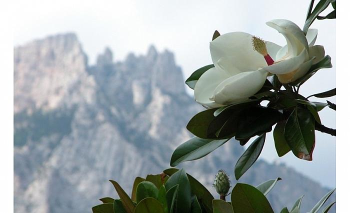 Алупка отель