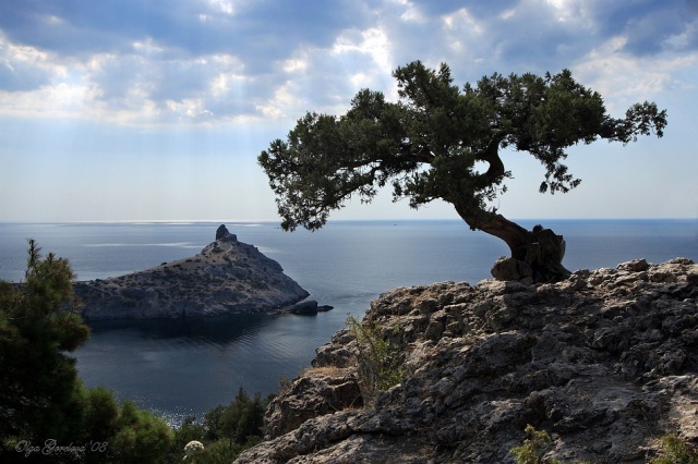 Дерево и море